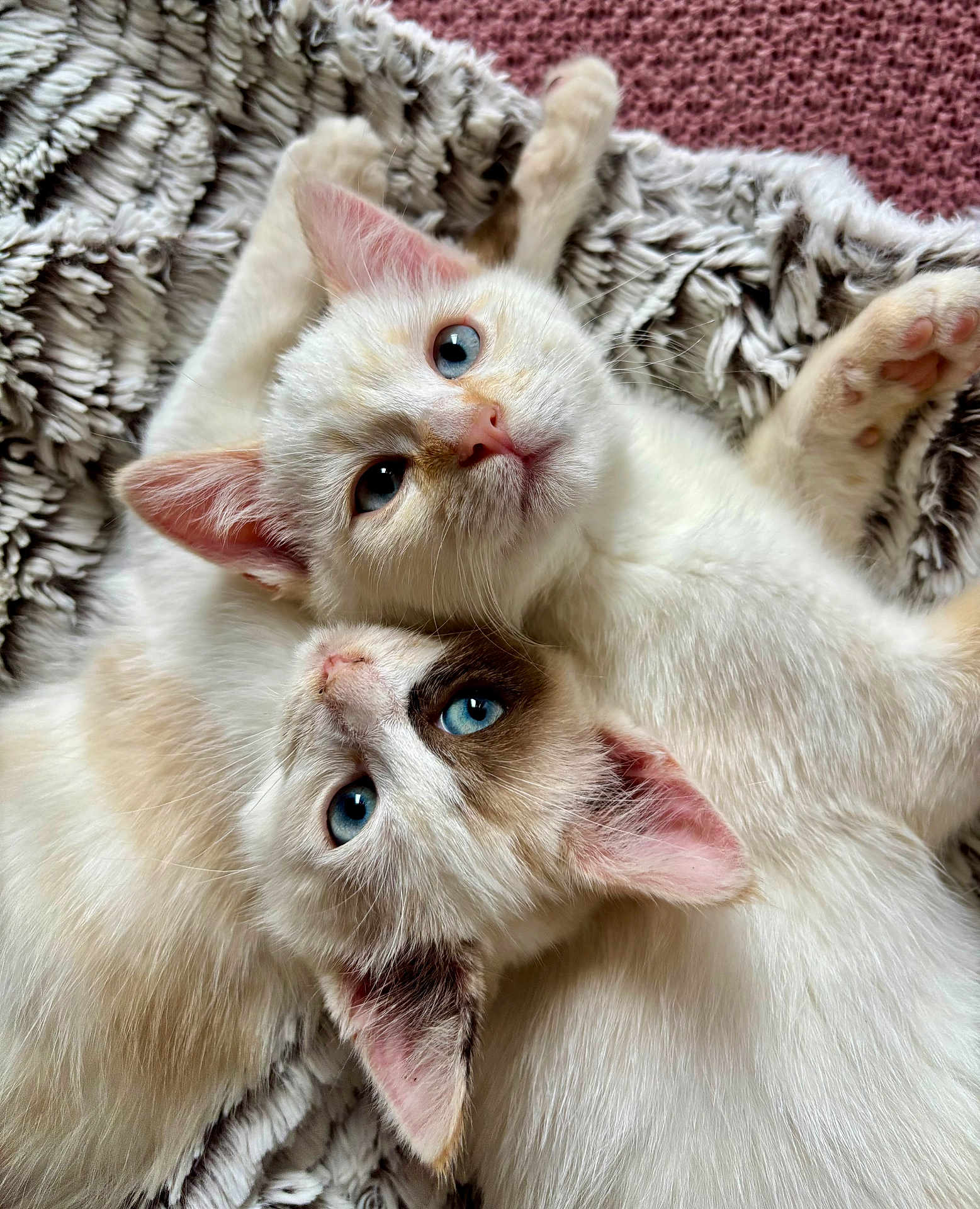 Uma Et Kumo participe au concours pour gagner de l'argent avec cette photo : animal, blanket, blue_eyes, cat, close_up, cozy, cute, domestic, ears, feline, fur, indoor, kitten, pet, playing, portrait, sleepy, snuggling, soft_texture, whiskers