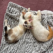 Uma Et Kumo participe au concours pour gagner de l'argent avec cette photo : animal_pair, blanket, blue_eyes, cat, close_up, companion, cozy, cute, domestic_animal, fur, indoor, kitten, mauve, pet, relaxing, resting, sleeping, soft, texture, two_animals