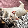 animal, blanket, blue_eyes, cat, close_up, companion, cozy, curious, cute, domestic_animal, feline, fur, indoor, kitten, laying_down, paw, pet, resting, soft_texture, white_cat