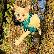 Kumo a rejoint le concours — aidez-le/la à gagner de superbes lots ! animal, branch, cat, climbing, closeup, cream_colored, curious, daylight, fur, green, harness, ivy, leaves, nature, outdoor, pet, sunlight, tree, wildlife, yellow_lichen