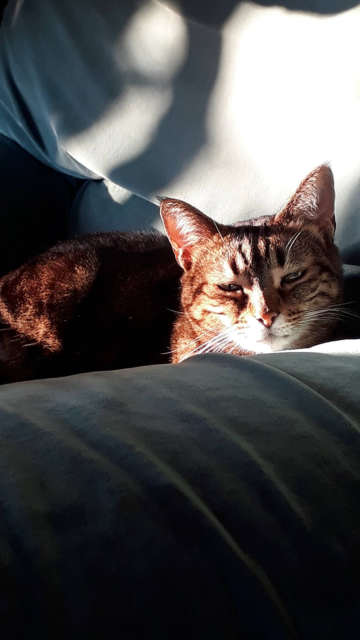 Poupounette participe au concours pour gagner de l'argent avec cette photo : asian, bengal, carnivore, cat, domestic_short_haired_cat, european_shorthair, eye, felidae, fur, furniture, kitten, nap, sky, sleep, small_to_medium_sized_cats, snapshot, snout, sunlight, tabby_cat, whiskers