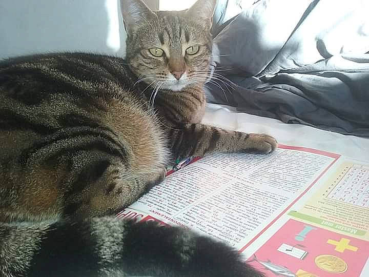 Poupounette participe au concours pour gagner de l'argent avec cette photo : aegean_cat, american_shorthair, asian, australian_mist, california_spangled, carnivore, cat, domestic_short_haired_cat, dragon_li, european_shorthair, felidae, kitten, mammal, paw, pixie_bob, polydactyl_cat, small_to_medium_sized_cats, snout, tabby_cat, whiskers