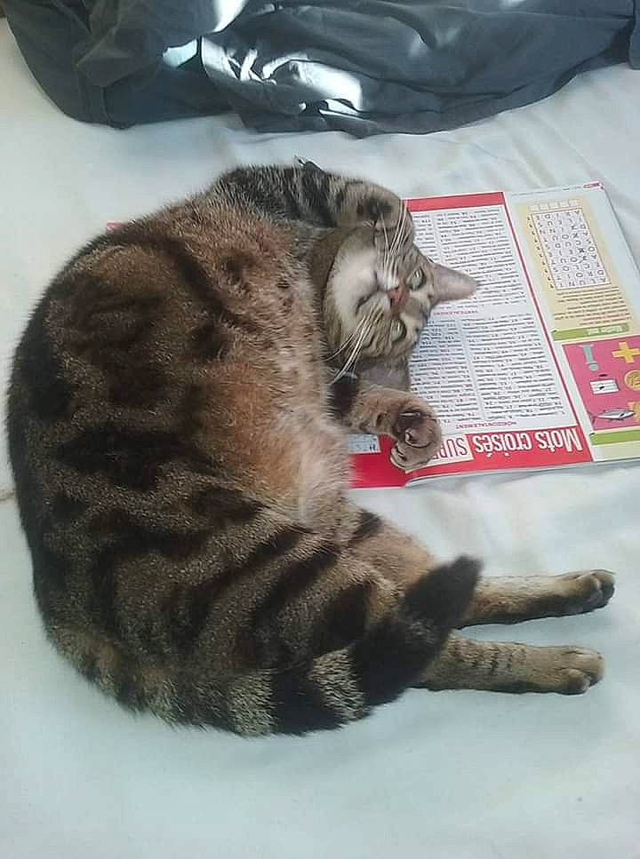 Poupounette a rejoint le concours — aidez-le/la à gagner de superbes lots ! american_shorthair, asian, carnivore, cat, claw, domestic_short_haired_cat, dragon_li, european_shorthair, felidae, fur, kitten, paw, small_to_medium_sized_cats, tabby_cat, tail, whiskers