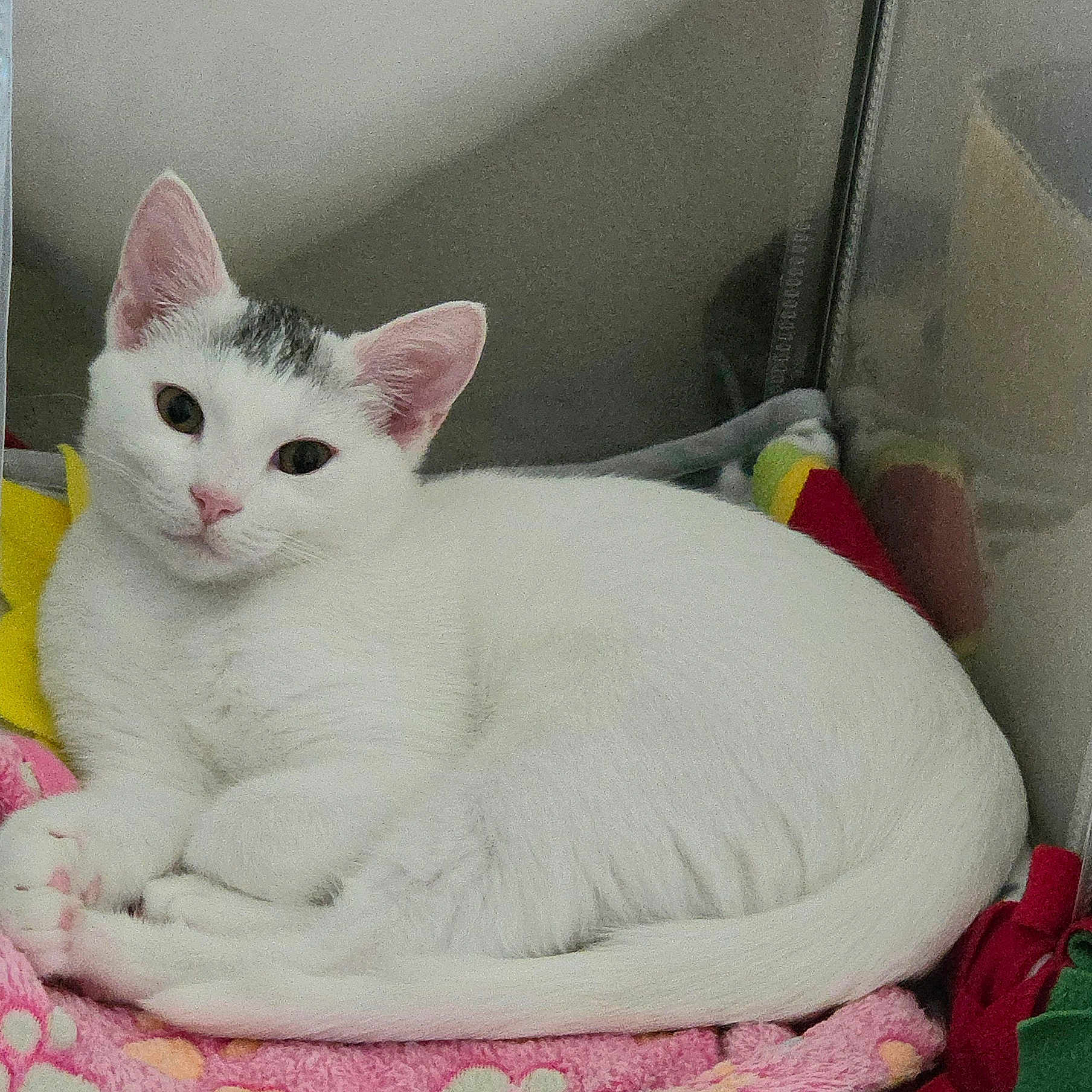Yuki