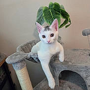 Yuki joined the competition — help win amazing prizes! kitten, cat, white_cat, gray_patch, cat_tree, scratching_post, indoor, pet, cute, relaxed, feline, animal, whiskers, ears, paw, fur, houseplant, leaf, cozy, playful