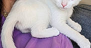 Yuki joined the competition — help win amazing prizes! animal, cat, closeup, companion, curious, cute, domestic, face, fur, glasses, indoor, kitten, person, pet, purple_shirt, relaxed, shoulder, smile, white_cat, young