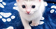 Yuki is registered to the contest to win money with this photo: kitten, cat, blue_blanket, paw_prints, small_animal, cute, curious, white_fur, gray_markings, pet, animal, indoor, soft_texture, young, fur, whiskers, ears, eyes, portrait, looking_up