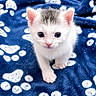 kitten, cat, blue_blanket, paw_prints, small_animal, cute, curious, white_fur, gray_markings, pet, animal, indoor, soft_texture, young, fur, whiskers, ears, eyes, portrait, looking_up