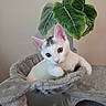 kitten, cat, pet, indoor, cat_tree, hammock, gray, white, black_patch, curious, feline, plant, leaf, green, cozy, cute, animal, young, fur, whiskers