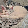 cat, sleeping, white_cat, gray_patch, pink_nose, pink_paws, curled_up, cozy, fabric, blanket, indoor, pet, resting, cute, animal, feline, fur, closeup, quiet, relaxation