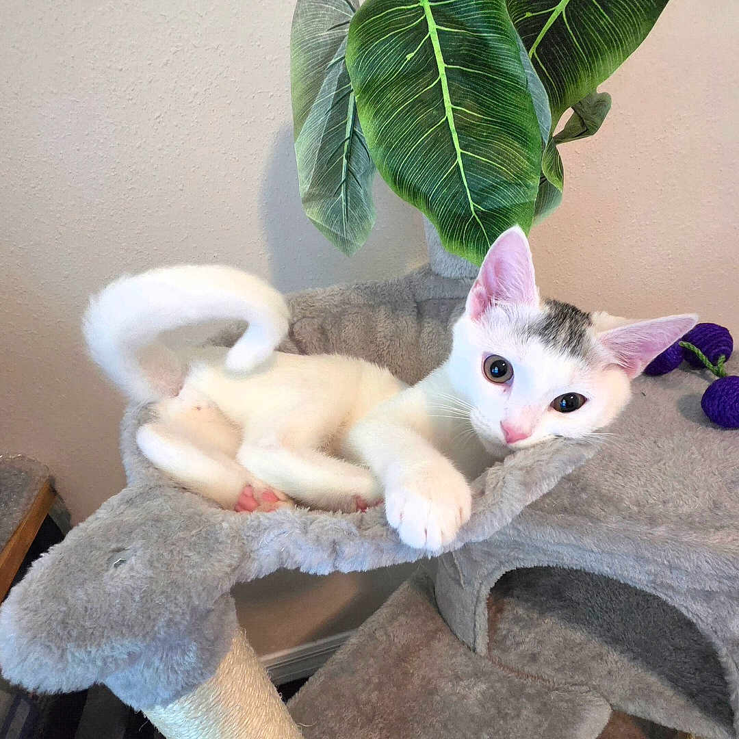 Yuki joined the competition — help win amazing prizes! kitten, cat, white_cat, grey_patch, cat_tree, indoor, pet, animal, green_leaves, plant, purple_toy, curious, relaxed, feline, paw, cute, young_cat, pink_nose, whiskers, ears