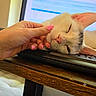 cat, white_cat, pet, hand, keyboard, computer, indoor, resting, sleepy, pink_nails, close_up, feline, domestic_animal, cute, relaxed, technology, wooden_table, cozy, office, home