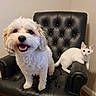 Yuki joined the competition — help win amazing prizes! dog, cat, black_leather_chair, pet, animal, furry, cute, happy, smiling_dog, kitten, white_cat, indoors, furniture, curious, friendship, fluffy, small_dog, relaxed, pets_together, home