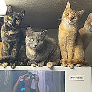 The Gang is registered to the contest to win money with this photo: cat, cats, orange_cat, grey_cat, tortoiseshell_cat, refrigerator, appliance, indoor, pets, curious, looking_at_camera, reflection, person, photographer, household, fur, whiskers, ears, paws, group