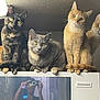 cat, cats, orange_cat, grey_cat, tortoiseshell_cat, refrigerator, appliance, indoor, pets, curious, looking_at_camera, reflection, person, photographer, household, fur, whiskers, ears, paws, group