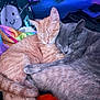 animal, blanket, cat, closeup, colorful, cozy, cute, domestic_cat, friendship, fur, gray_cat, indoor, orange_cat, pets, relaxing, resting, sleeping, snuggling, two_animals, warm