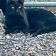 Chaos And Hades is registered to the contest to win money with this photo: alert, animal, black_cat, cat, chain_link_fence, daylight, eyes, fence, fur, gravel, lying_down, mammal, nature, outdoor, pet, quiet, resting, rocks, two_animals, wildlife