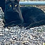 alert, animal, black_cat, cat, chain_link_fence, daylight, eyes, fence, fur, gravel, lying_down, mammal, nature, outdoor, pet, quiet, resting, rocks, two_animals, wildlife