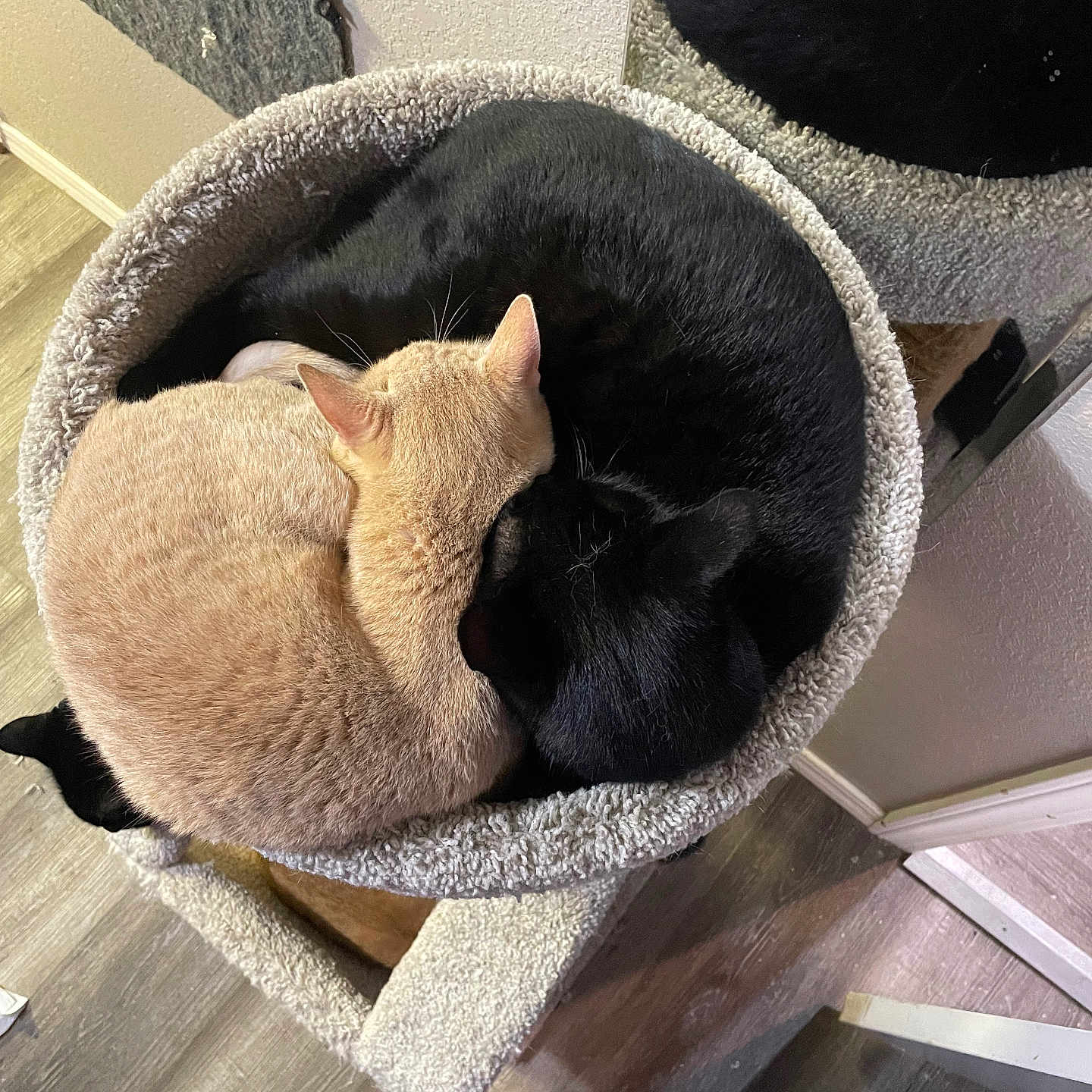 Wilbie And Chaos joined the competition — help win amazing prizes! animal, beige_cat, black_cat, carpet, cat, cat_bed, cat_tree, cats, cozy, curled_up, cute, domestic_animal, feline, floor, indoor, mirror, pet, resting, sleeping, wood_floor
