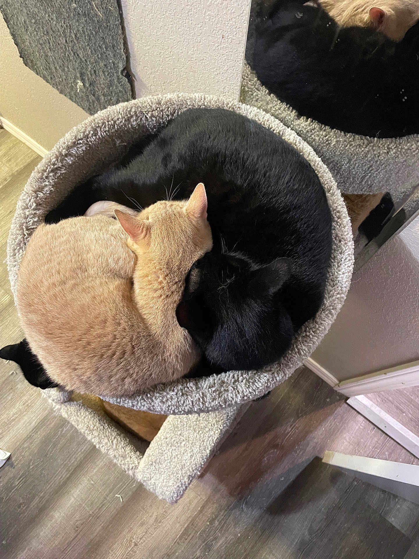 Wilbie And Chaos joined the competition — help win amazing prizes! cat, cats, black_cat, beige_cat, cat_bed, cat_tree, pet, indoor, floor, mirror, cozy, feline, sleeping, curled_up, animal, wood_floor, carpet, resting, cute, domestic_animal