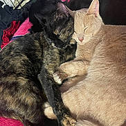 Stephonē And Wilbie joined the competition — help win amazing prizes! animal, beige_cat, blanket, cage, cat, closeup, cozy, cute, domestic_animal, feline, friendship, fur, indoor, pets, relaxing, resting, sleeping, snuggling, soft, tortoiseshell_cat