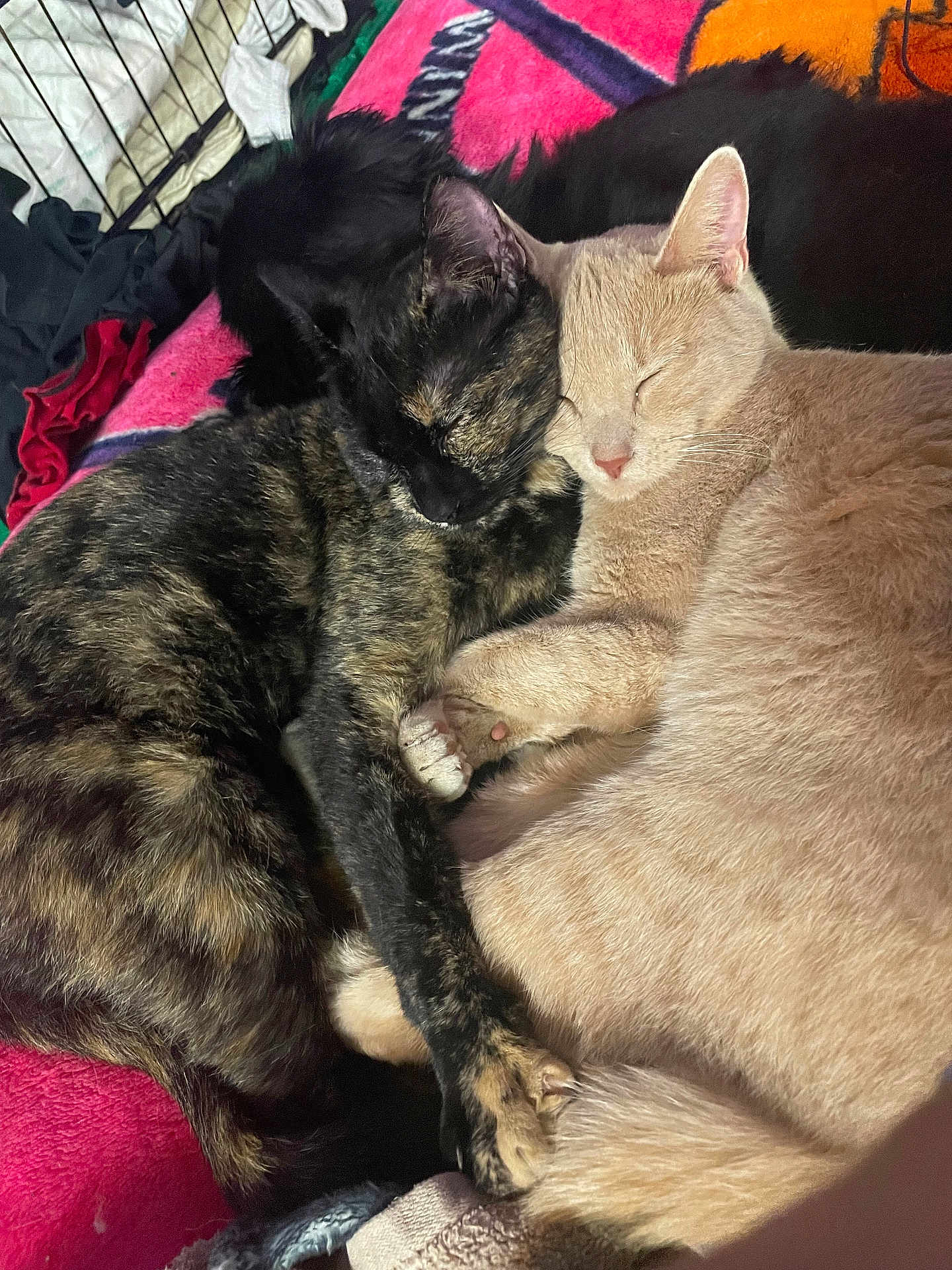 Stephonē And Wilbie