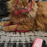 Kibby is registered to the contest to win money with this photo: animal, bell, black, blanket, cat, collar, container, cute, face, fluffy, furniture, ginger_cat, indoor, pattern, pet, pink, relaxing, toy, whiskers, yarn