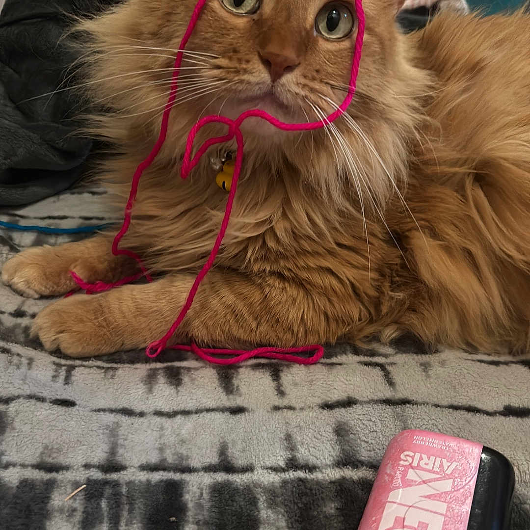 Kibby