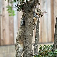 Brownie is registered to the contest to win money with this photo: cat, tabby_cat, tree, outdoor, greenery, foliage, curious, animal, pet, climbing, nature, wood, leaves, fence, garden, young_cat, playful, eyes, mammal, daylight