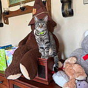 Sassypants joined the competition — help win amazing prizes! animal, cabinet, cat, collar, decor, focused, furniture, green_collar, home, indoors, pet, plush_toys, portrait, shelf, sitting, stuffed_animals, tabby_cat, teddy_bear, wall_art, wooden_furniture