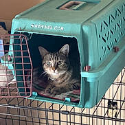 Scrappy Doo is registered to the contest to win money with this photo: tabby_cat, cat, kennel_cab, pet_carrier, wire_cage, indoor, animal, feline, resting, curious, looking_out, collar, plastic, furniture, home, cozy, quiet, pet, cage, domestic