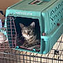 tabby_cat, cat, kennel_cab, pet_carrier, wire_cage, indoor, animal, feline, resting, curious, looking_out, collar, plastic, furniture, home, cozy, quiet, pet, cage, domestic