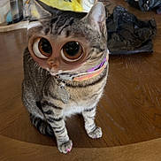 Sassy Pants joined the competition — help win amazing prizes! cat, tabby_cat, table, wooden_table, collar, indoor, chair, bookshelf, bag, distorted_face, filter, large_eyes, pet, animal, funny, domestic_cat, sitting, floor, collar_tag, feline