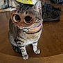 cat, tabby_cat, table, wooden_table, collar, indoor, chair, bookshelf, bag, distorted_face, filter, large_eyes, pet, animal, funny, domestic_cat, sitting, floor, collar_tag, feline