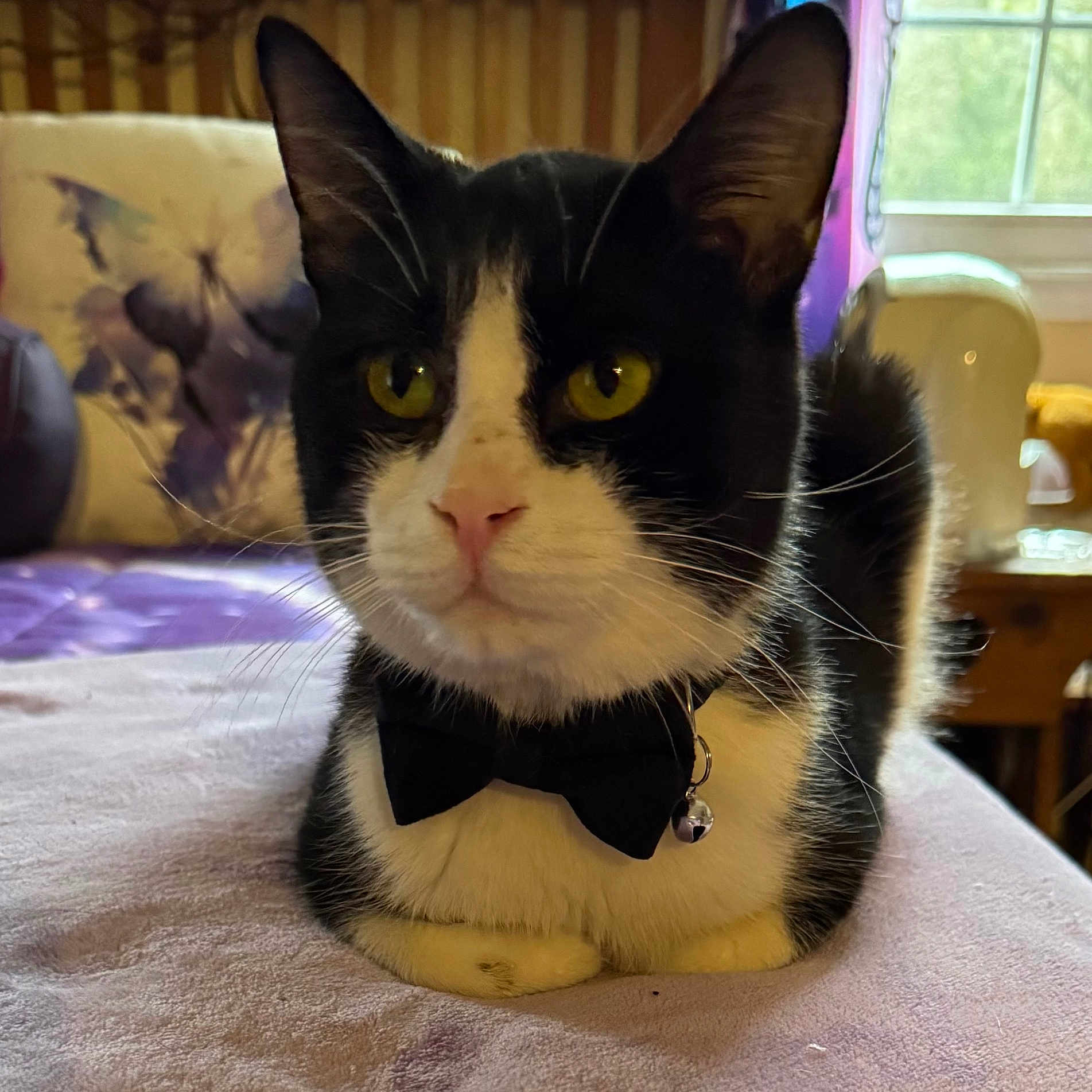 Blunt joined the competition — help win amazing prizes! accessories, animal, architecture, building, cat, chair, couch, cushion, formalwear, furniture, homedecor, indoors, interiordesign, kitten, livingroom, manx, person, pet, room, tie