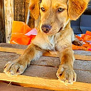 Capucino joined the competition — help win amazing prizes! animal, background, brown_fur, cute, dog, ears, eyes, fur, looking_away, orange, outdoor, paws, pet, plastic_bag, puppy, resting, snout, wood, wooden_surface, young_dog