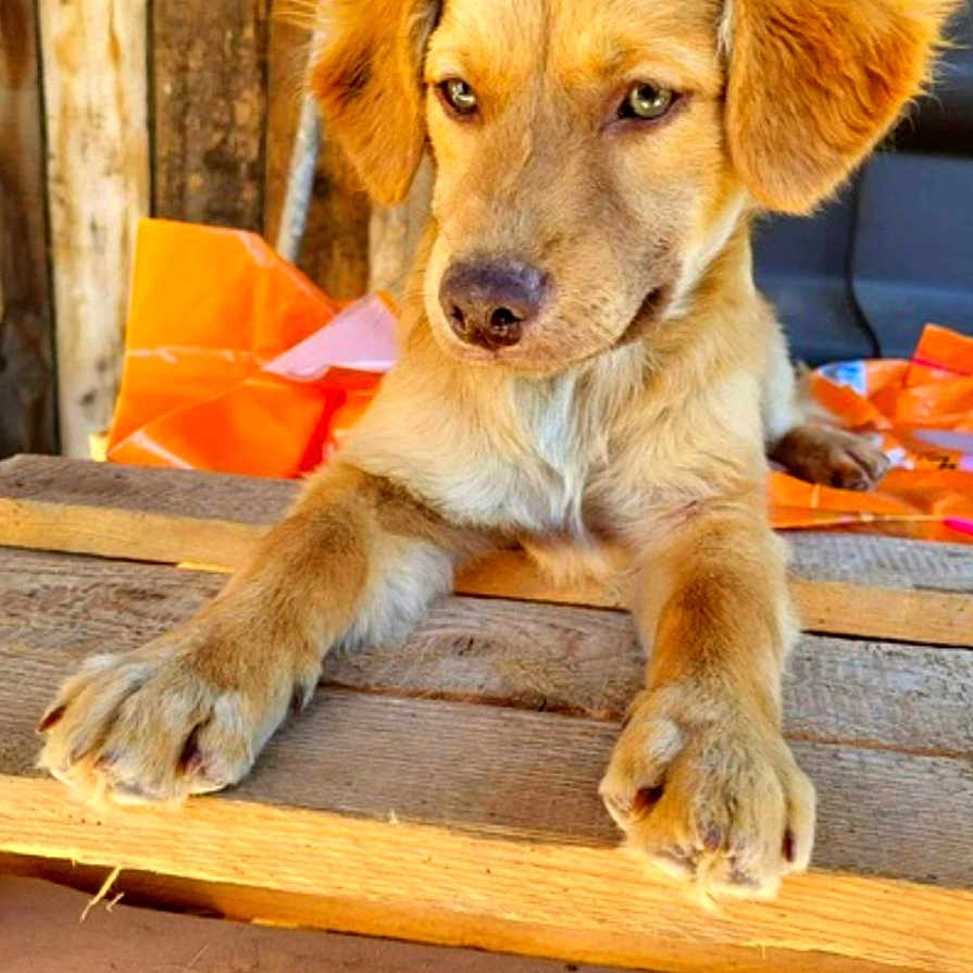 Capucino joined the competition — help win amazing prizes! animal, background, brown_fur, cute, dog, ears, eyes, fur, looking_away, orange, outdoor, paws, pet, plastic_bag, puppy, resting, snout, wood, wooden_surface, young_dog