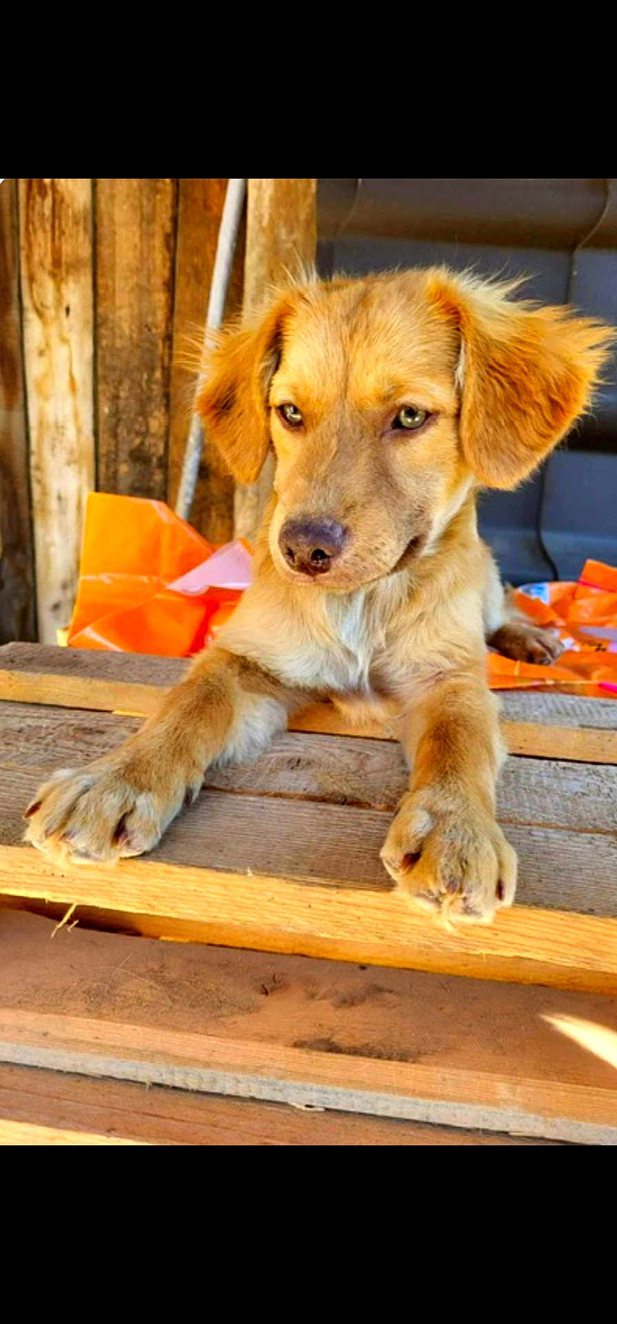 Capucino joined the competition — help win amazing prizes! animal, background, brown_fur, cute, dog, ears, eyes, fur, looking_away, orange, outdoor, paws, pet, plastic_bag, puppy, resting, snout, wood, wooden_surface, young_dog