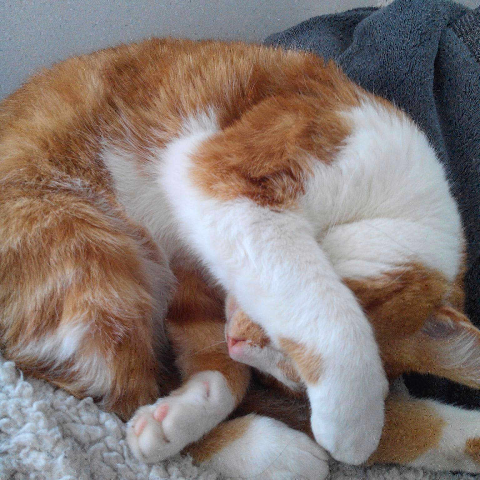 Garfield