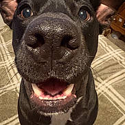 Xena joined the competition — help win amazing prizes! dog, black_dog, pet, smiling, close_up, indoor, fur, animal, canine, nose, mouth, teeth, ears, white_patch, carpet, furniture, home, curious, happy, portrait