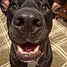 dog, black_dog, pet, smiling, close_up, indoor, fur, animal, canine, nose, mouth, teeth, ears, white_patch, carpet, furniture, home, curious, happy, portrait