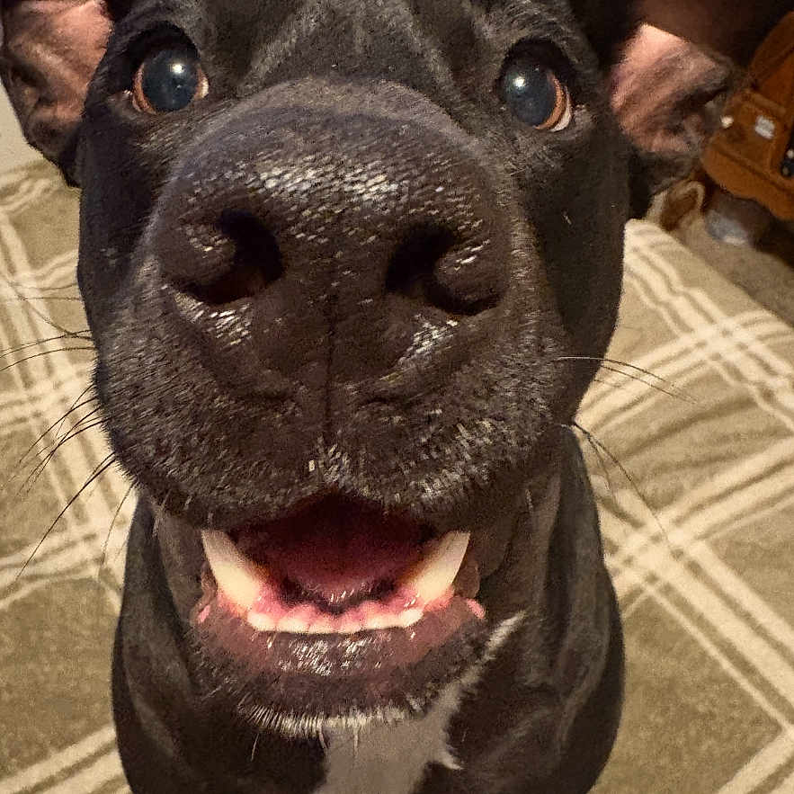 Xena