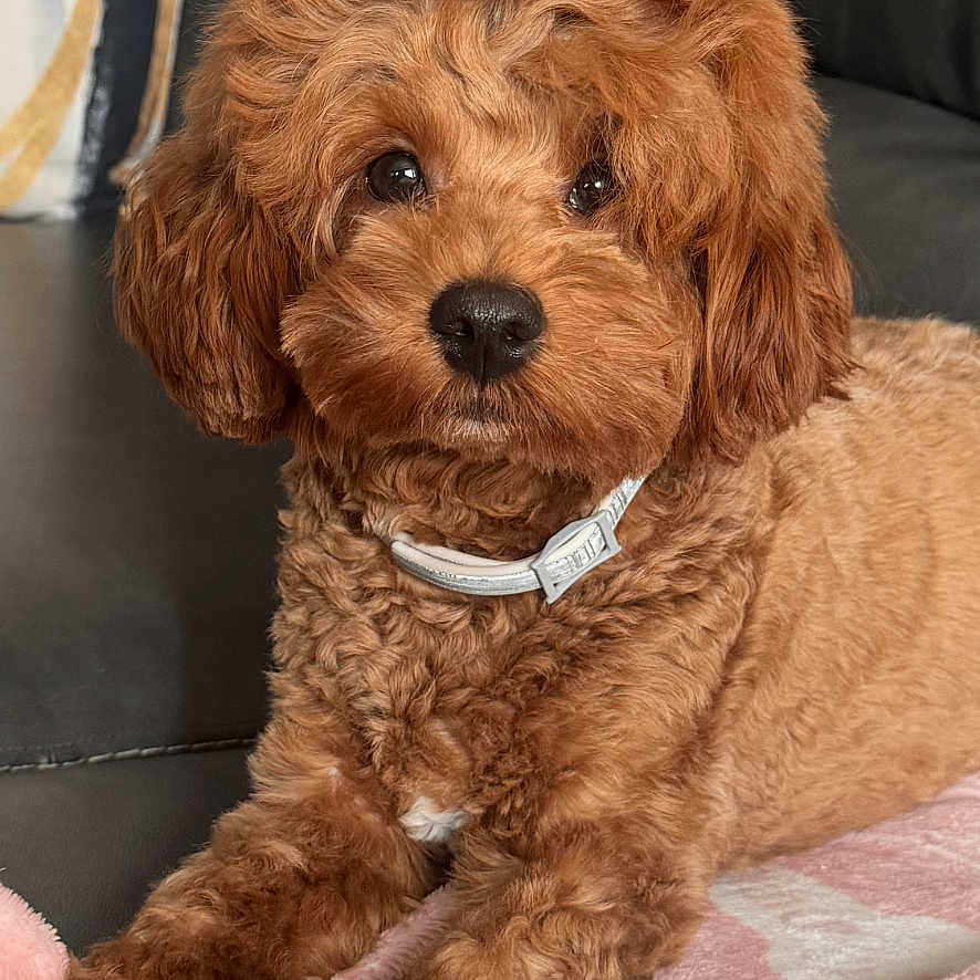 Cinnamon