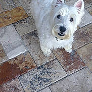 Cosmo is registered to the contest to win money with this photo: dog, white_dog, pet, animal, curious, ears, fur, canine, looking_up, standing, floor, tiles, stone_floor, outdoor, companion, friendly, cute, small_dog, domestic_animal, alert