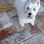 dog, white_dog, pet, animal, curious, ears, fur, canine, looking_up, standing, floor, tiles, stone_floor, outdoor, companion, friendly, cute, small_dog, domestic_animal, alert