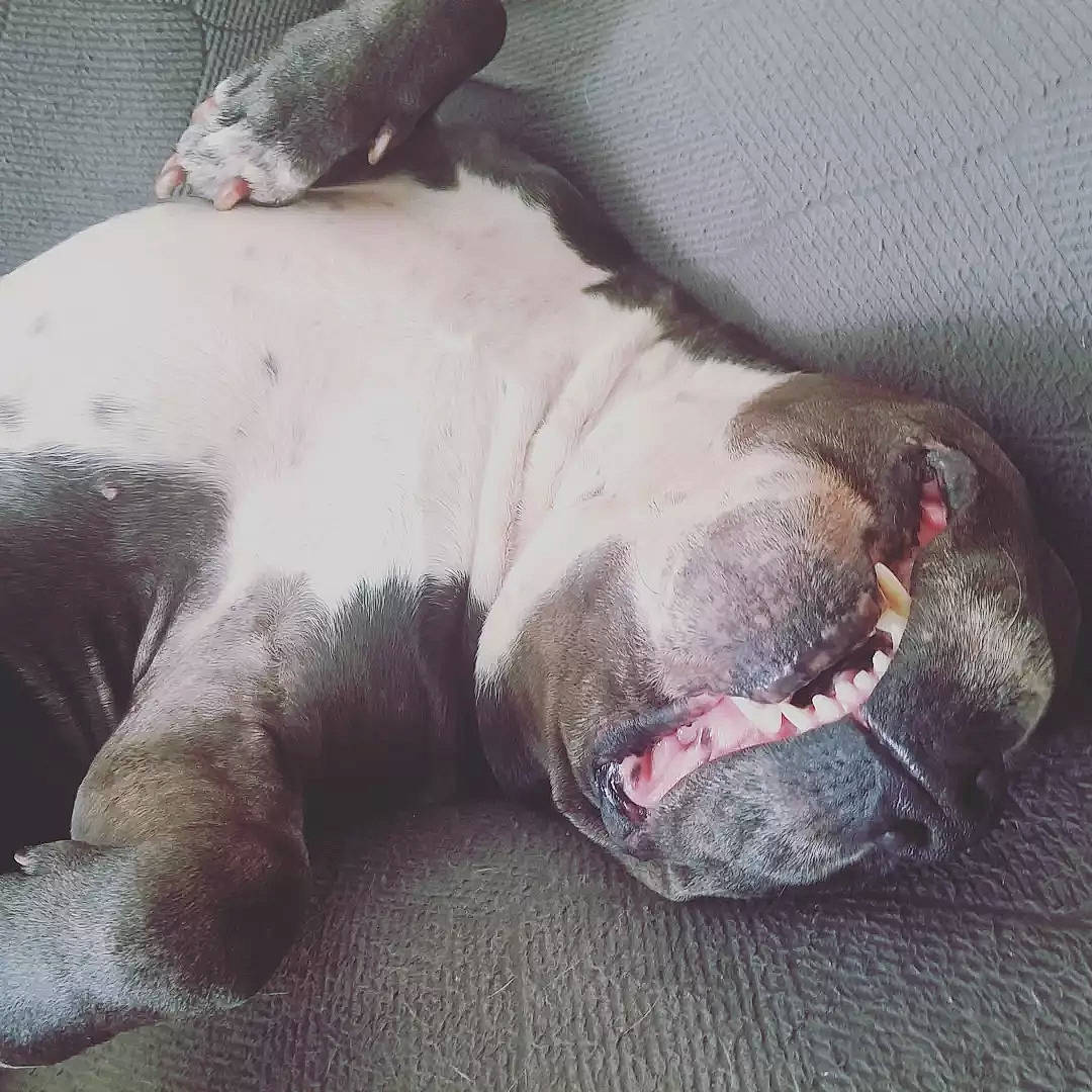 Taz joined the competition — help win amazing prizes! canidae, carnivore, collar, comfort, companion_dog, dog, dog_breed, fawn, fur, grey, liver, mammal, nap, snout, sporting_group, terrestrial_animal, vertebrate, whiskers, working_animal, wrinkle