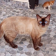 Kaaabroun participe au concours pour gagner de l'argent avec cette photo : cat, siamese_cat, kitten, orange_kitten, blue_eyes, cobblestone, floor, outdoor, animal, pet, standing, looking, fur, tail, doorway, stone_wall, blurred, domestic_cat, mammal, curious