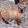 cat, siamese_cat, kitten, orange_kitten, blue_eyes, cobblestone, floor, outdoor, animal, pet, standing, looking, fur, tail, doorway, stone_wall, blurred, domestic_cat, mammal, curious