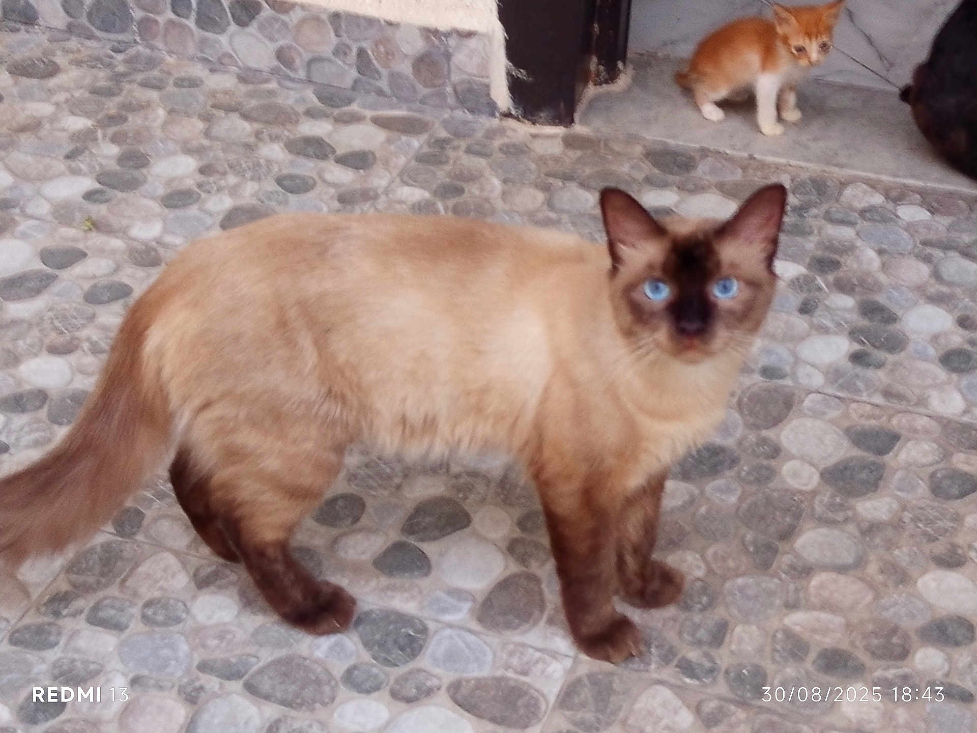 Kaaabroun participe au concours pour gagner de l'argent avec cette photo : cat, siamese_cat, kitten, orange_kitten, blue_eyes, cobblestone, floor, outdoor, animal, pet, standing, looking, fur, tail, doorway, stone_wall, blurred, domestic_cat, mammal, curious