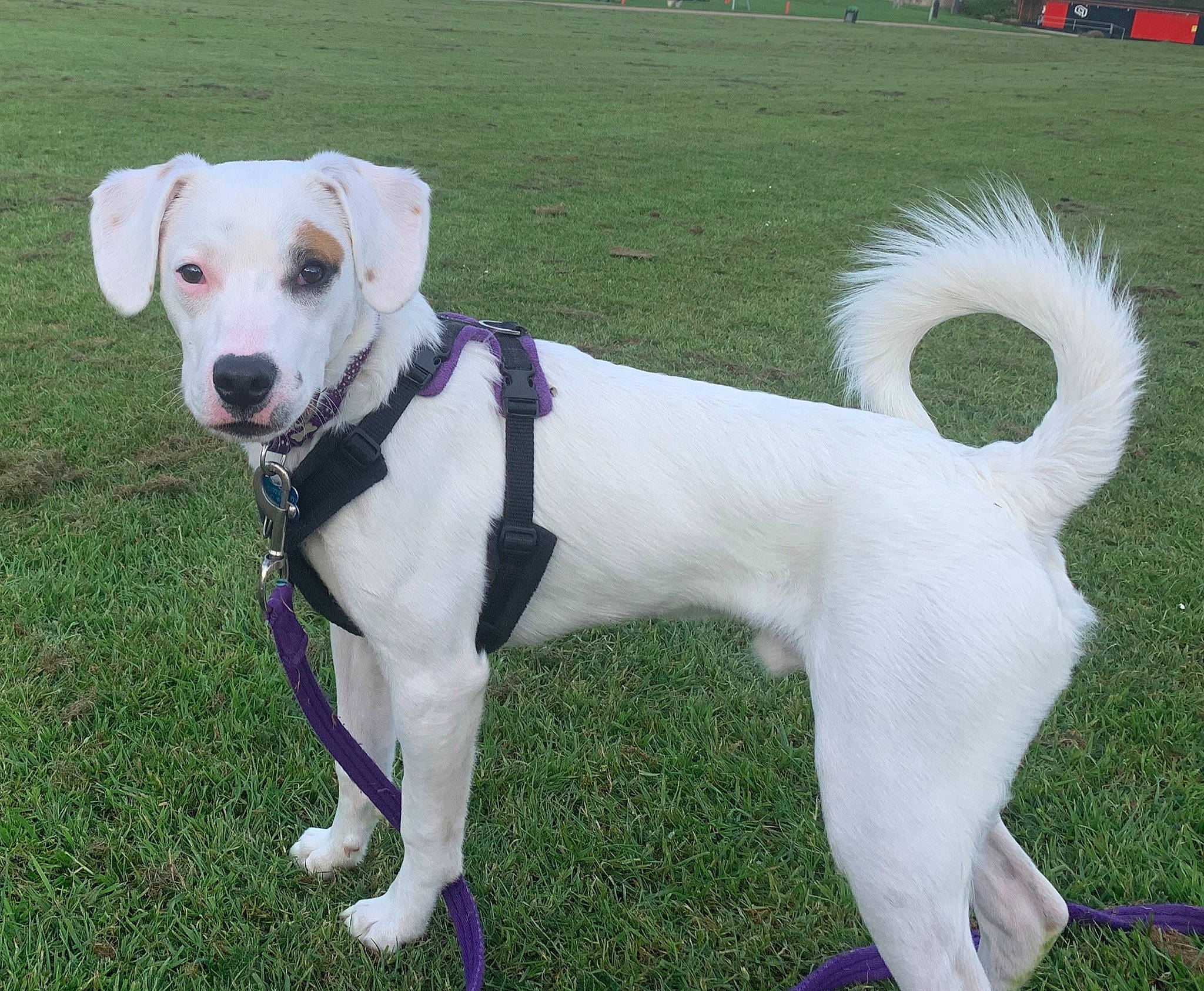 Bonzo is registered to the contest to win money with this photo: ancient_dog_breeds, canidae, carnivore, companion_dog, dog, dog_breed, mammal, rare_breed_dog, snout, sporting_group, tail, vertebrate